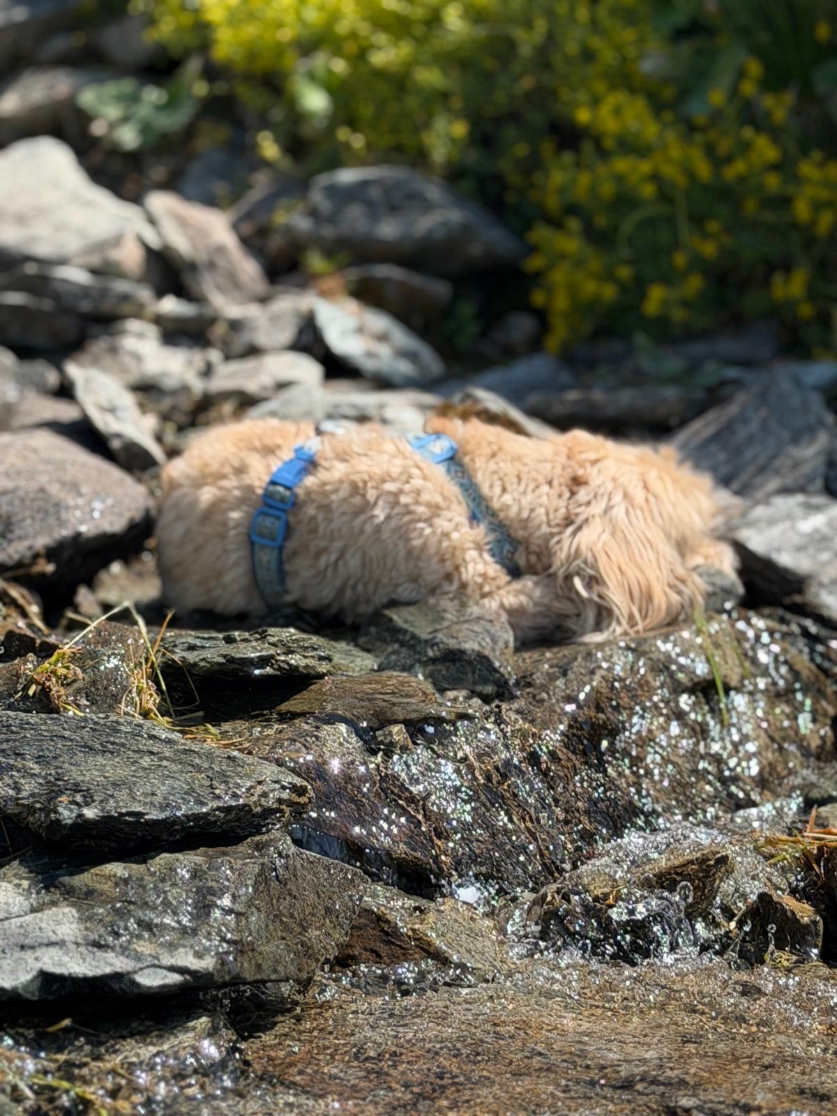 Ein Hund ruht zwischen nassen Steinen in einem sonnigen Bergbach